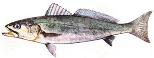 Geelbek / Cape Salmon