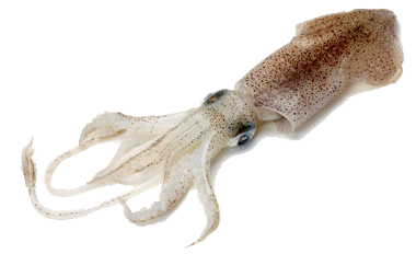 Calamari / Squid