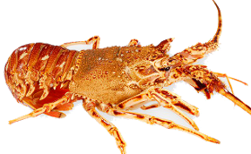 Kreef / Lobster